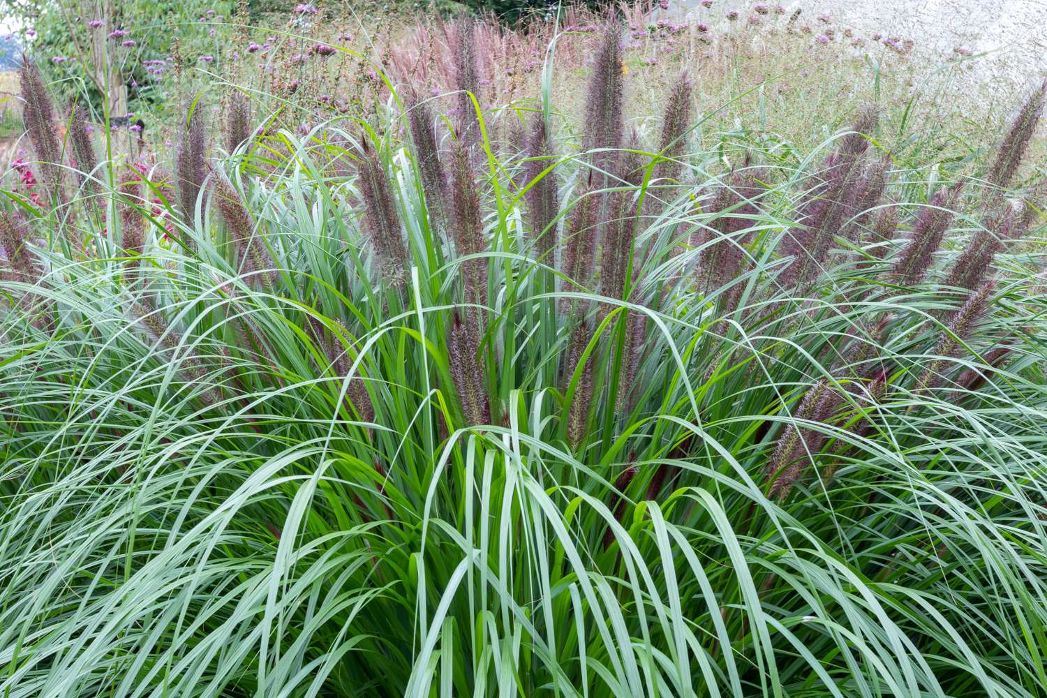 Brunnengras ‘Black Beauty’